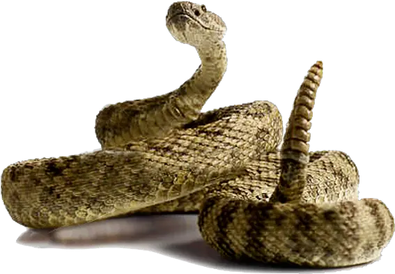 Rattlesnake Png Transparent Rattlesnakepng Images Pluspng Western Diamondback Rattlesnake Transparent Snake Transparent Background