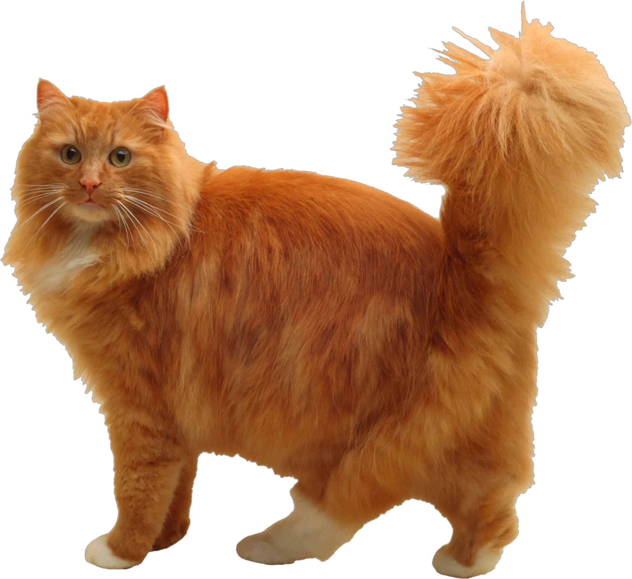 Cuddly Cat Png Image Purepng Free Transparent Cc0 Png Png Free Images Beautiful Cats Clear Back Cats Png