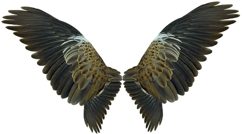 Wing Flight Eagles Wings Png Download 10391088 Free Bird Wings Transparent Background Wings Png Transparent