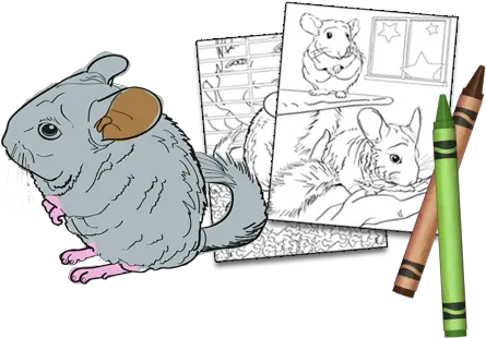 Chinchilla Cartoon Png Chinchilla Png