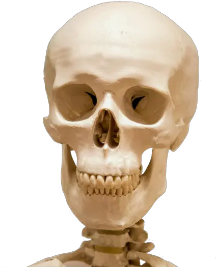 Cool Skull Clip Art And Funny Skull Skeleton Png Skeleton Png