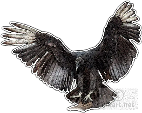 Black Vulture Decal Black Vulture Line Drawing Png Vulture Png