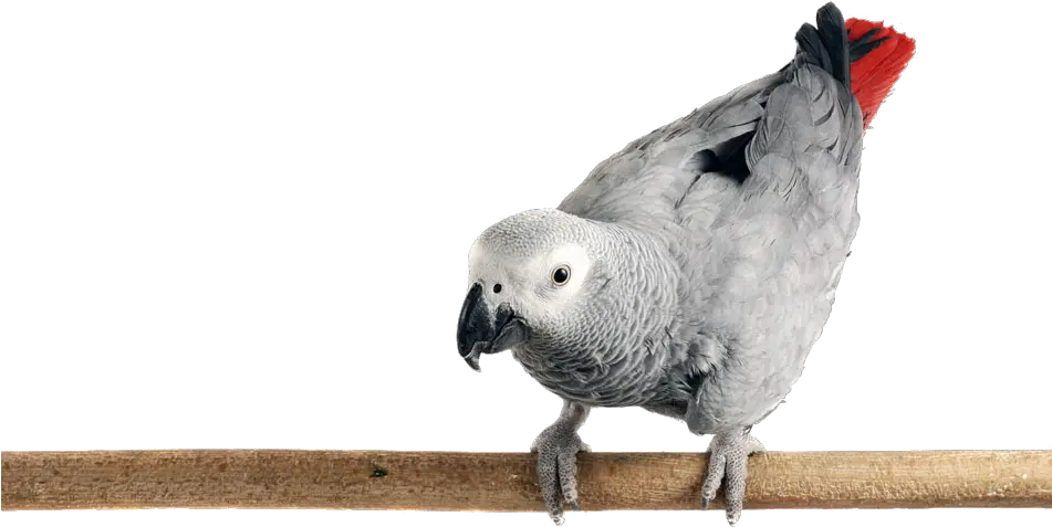 Download Photo Of An African Grey Parrot Perched African Grey Parrot Png Parrot Transparent
