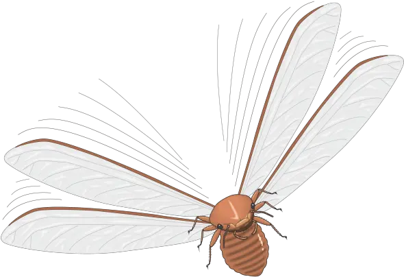 Vector Insects Fly Insect Png Insects Png