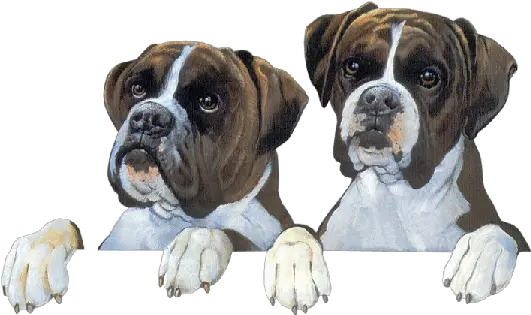 Boxers Png Animaux Boxers Png