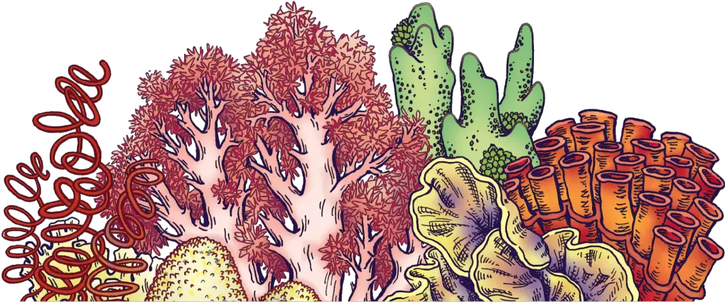 The Foliage Library Illustration Png Coral Reef Png