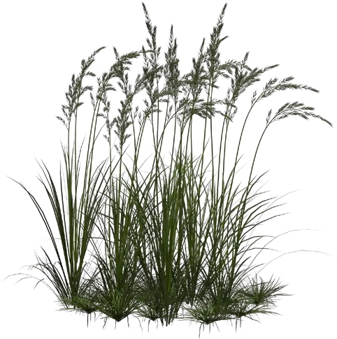 Transparent Clipart Image Grass Png 1 Flower Transparent Grass Png Grass Transparent