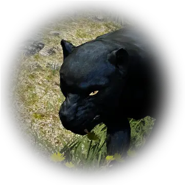 Bdo Immature Black Leopard Bddatabasenetusnpc21507 Black Panther Png Leopard Icon