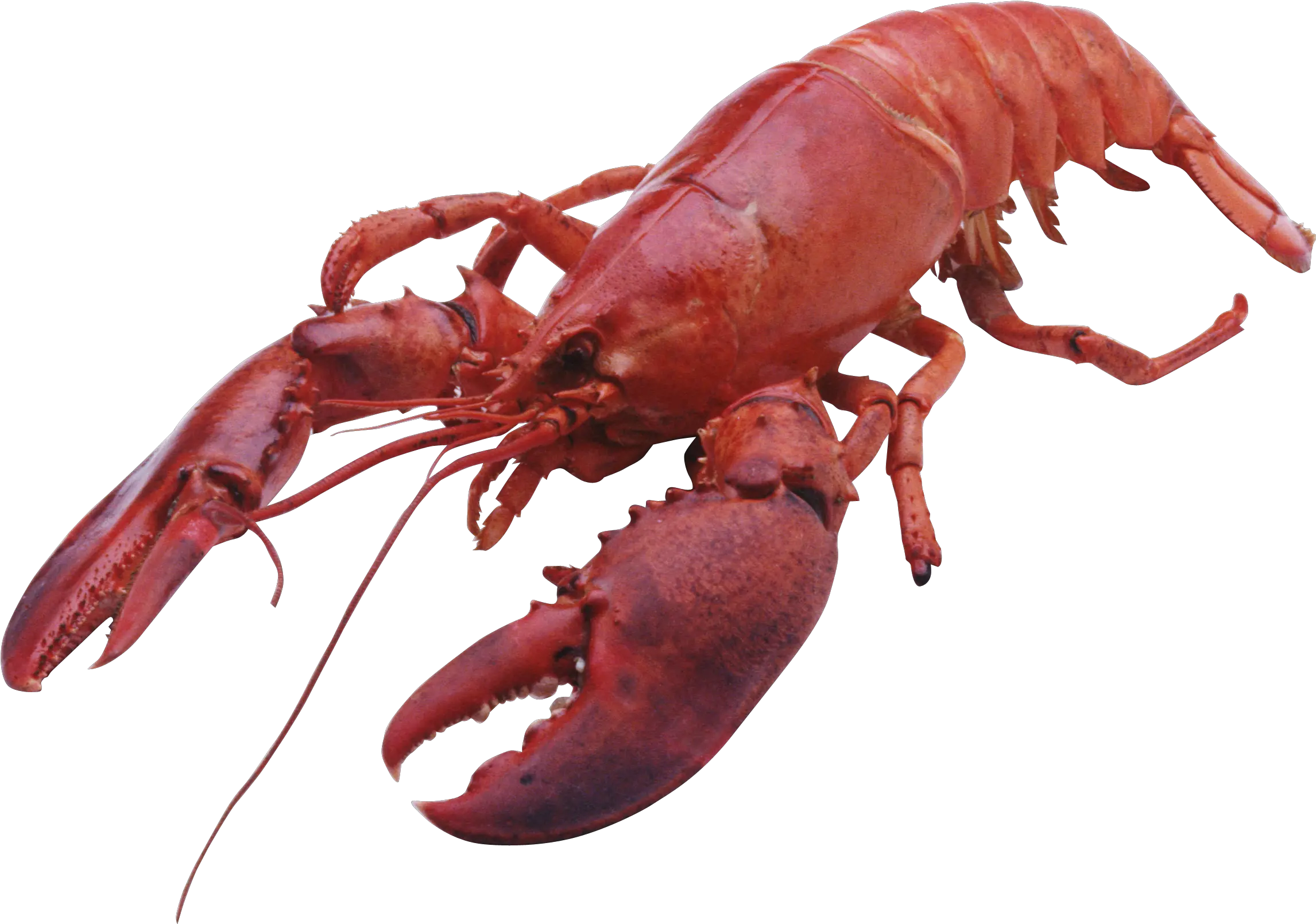 Lobster Png Maine Bake Lobster Png Crawfish Png