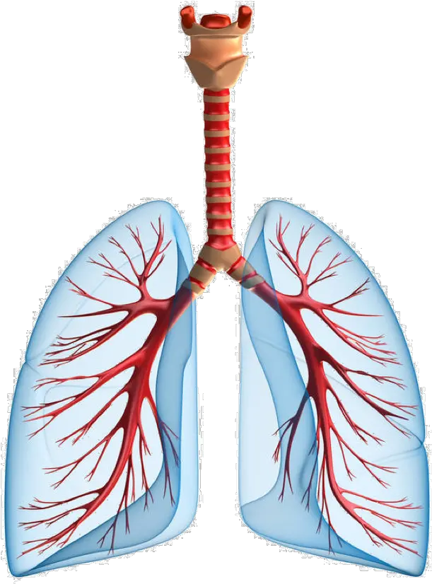 Lungs Png Chronic Kidney Disease Pulmonary Edema Lung Png