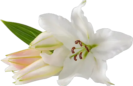 Lilium Png Easter Lilies At Church Easter Lily Png