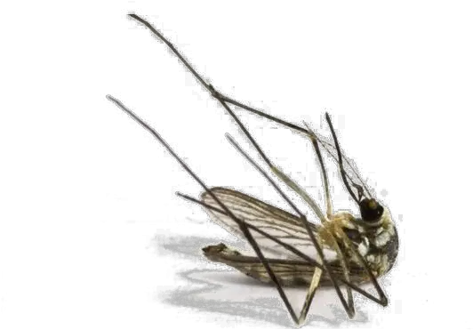 Mosquito Png Image Dead Mosquito Mosquito Transparent