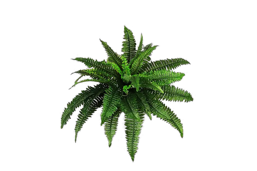 Fern Clipart Prehistoric Plant Picture Plant Transparent Background Png Fern Png