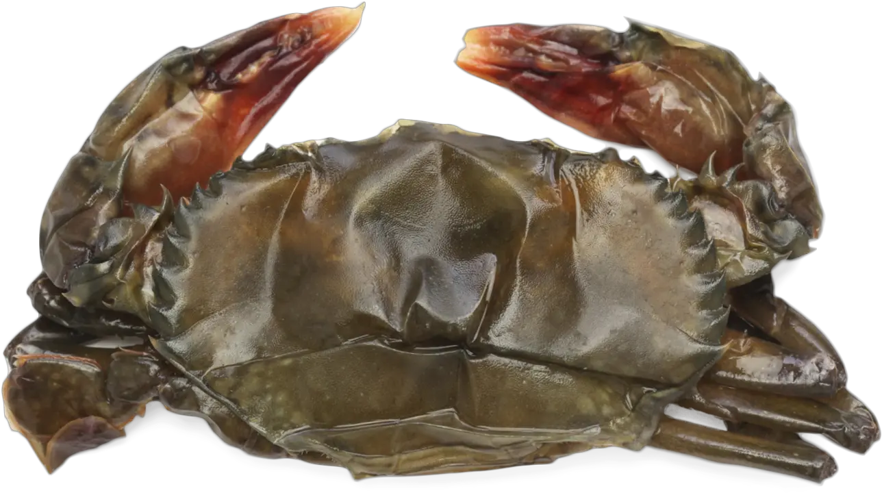 Alaskan King Crab Legs Soft Shell Crab Raw Png Crab Legs Png