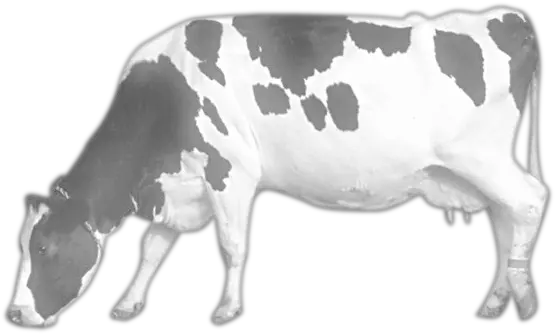 Cow Png Image Cow Png Image Hd Cow Transparent