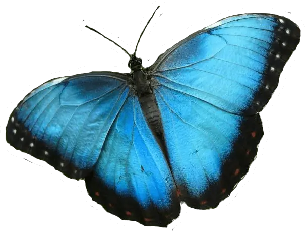 Butterflies Transparent Png Images Blue Morpho Butterfly Transparent Butterfly Transparent png