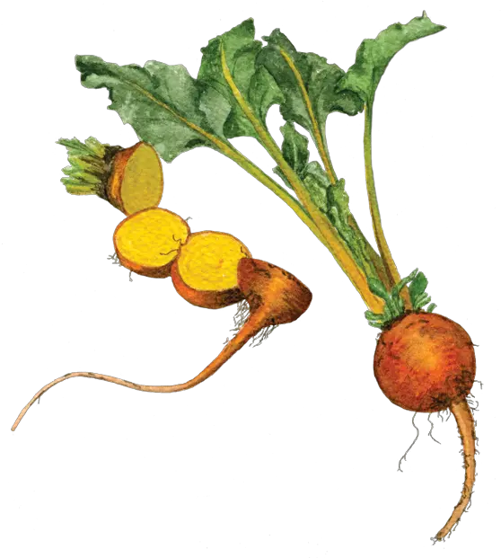 Golden Beets Helen Krayenhoff Yellow Beet Png Beet Png