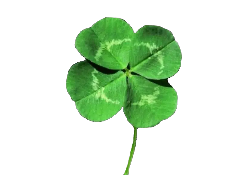 Saintpatricksday Shamrock Shamrocks Four Leaf Clover Png Shamrock Transparent