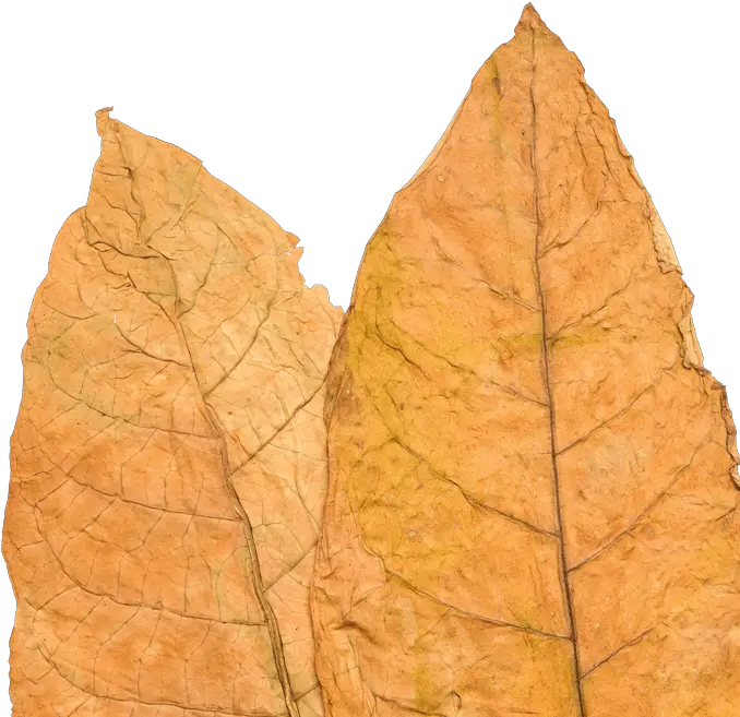 Download Tobacco Leaf Tobacco Leaf Png Tobacco Leaf Png