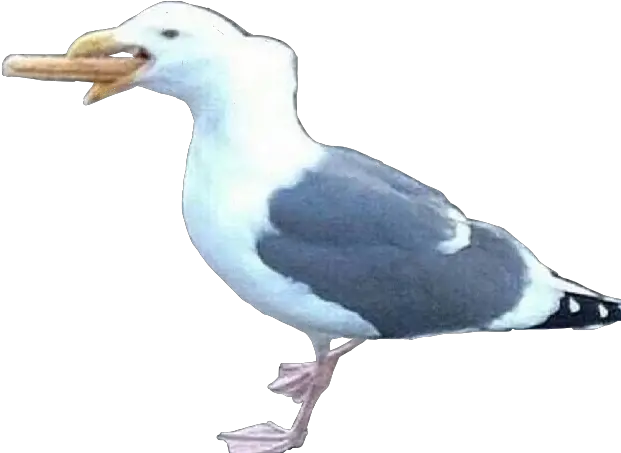 Bird Seagull Hotdog Meme Memes Shitpost Freetoedit Great Gull Png Memes Transparent Background