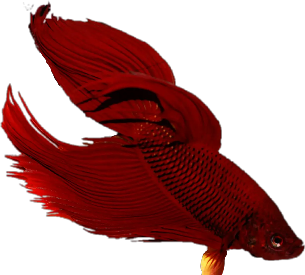 Betta Fish Tropicalfish Fishtank Snapper Png Betta Fish Png