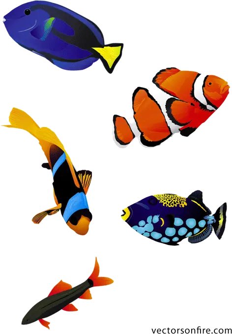 Colorful Fish Psd Fish Realistic Free Vector Png Coral Reef Png