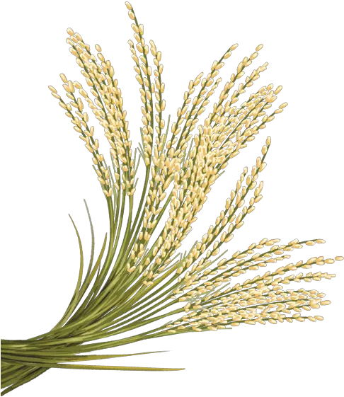 Rice Png Transparent Images Rice Crop Transparent Background Rice Transparent Background