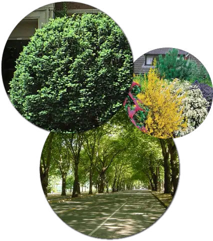 Enhancing And Protecting The Plants Around Your Home Trees Png Hedge Png