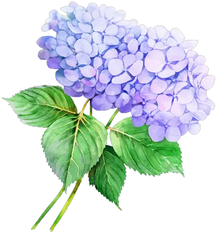 Hydrangea Flower Drawing Hydrangea Flower Watercolor Png Hydrangea Png