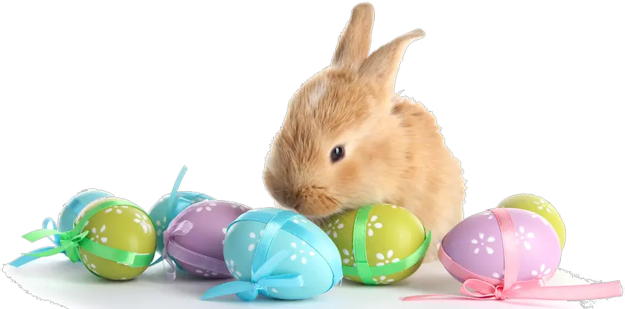 Easter Bunny With Eggs Png Transparent Easter Bunny And Eggs Png Easter Eggs Transparent Background png