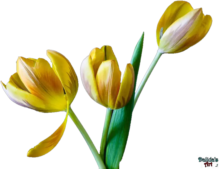 Tulip Flower Free Png Transparent Images Download Snow Crocus Tulip Transparent