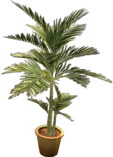 Potted Fern Png 2 Image Transparent Potted Plants Png Fern Png