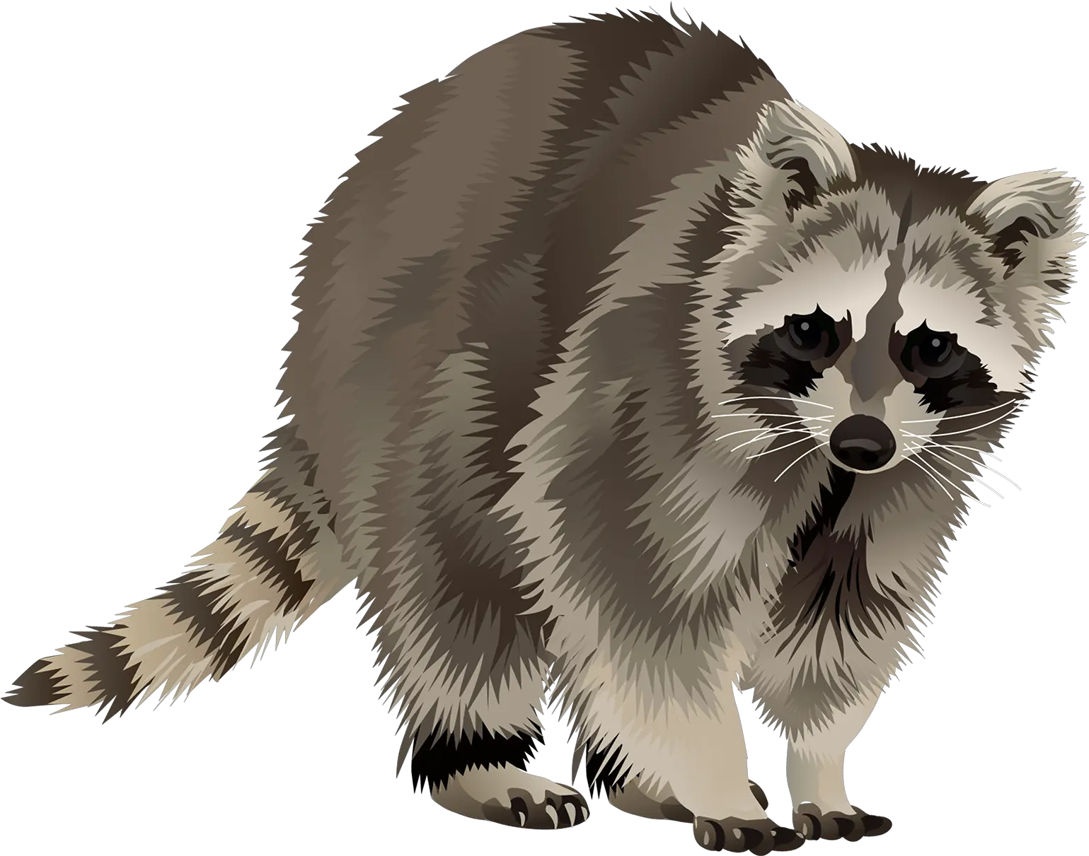 Raccoon T Shirt Vibrant Vector Transparent Background Racoon Png Raccoon Png