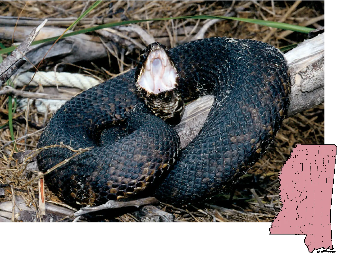 Mdwfp Venomous Snakes Of Mississippi Poisonous Snakes In Mississippi Png Venom Snake Png