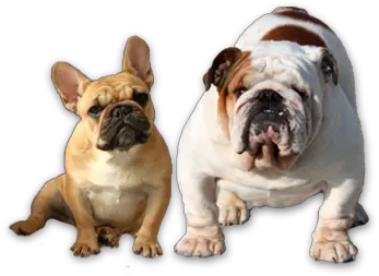 Png Images Free Transparent French And English Bulldog Png Bulldog Png