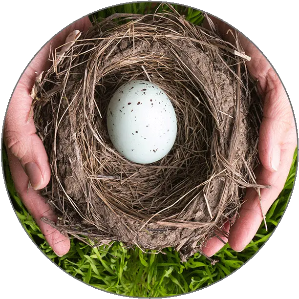 Learn Pashto Alphabets Twig Png Nest Egg Icon