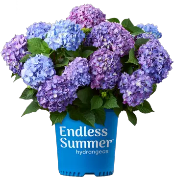 About Endless Summer Hydrangeas From Bailey Nurseries Lowes Hydrangea Png Hydrangea Png