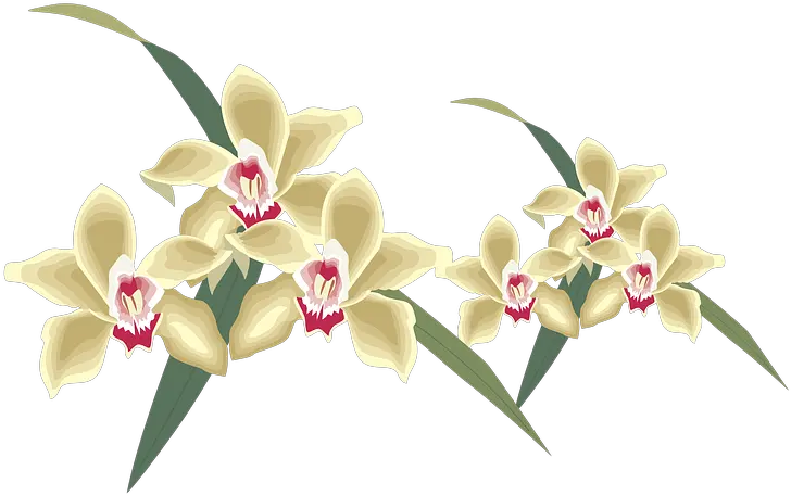 Orchid Png Orchid Clipart Nature Yogiraj 4971475 Vippng Yogiraj Orchid Png