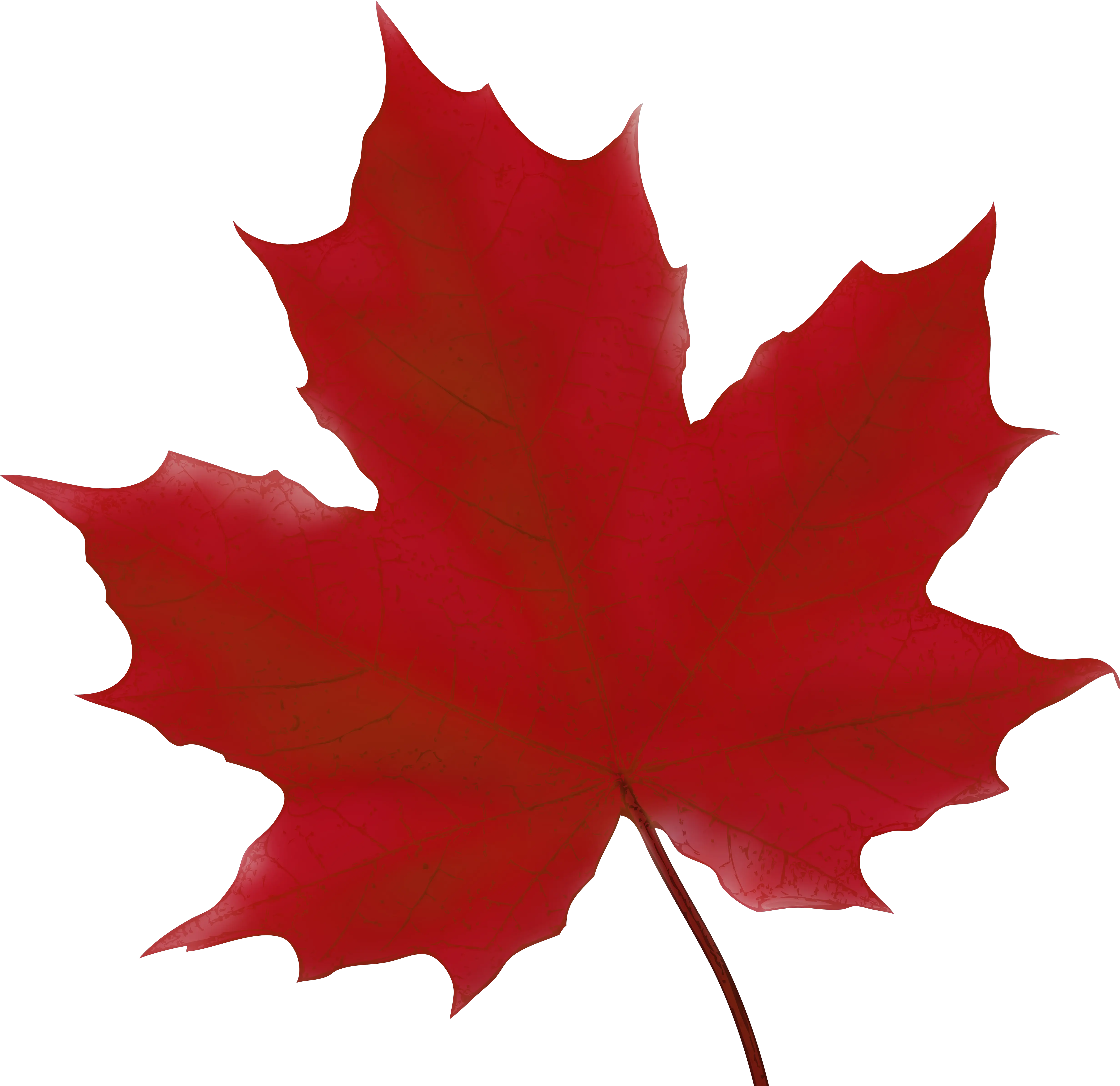 Leaf Clipart Library Download Png Files Green Maple Leaf Clipart Canada Maple Leaf Png