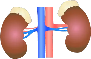 201405 Kidney Kidney Wiki Commons Png Kidney Png
