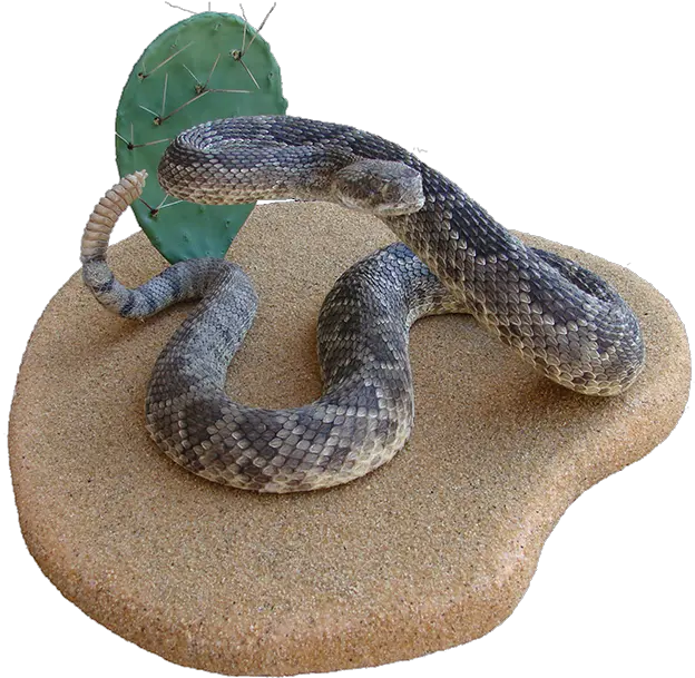 Rattlesnake Hognose Boa Constrictor Kingsnakes Snake Png Rattlesnake Rattlesnake Png