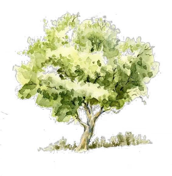 Tree Trees Watercolor Painting Drawing Transparent Watercolor Tree Png Tree Drawing Png png