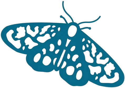 Butterfly Wing Antenna Detailed Butterfly Png Butterfly Wing Png png