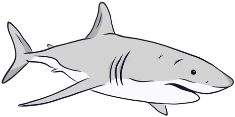 Shark Gills Fin Tail Illustration Transparent Png U0026 Svg Cola De Tiburon Dibujo Fin Png