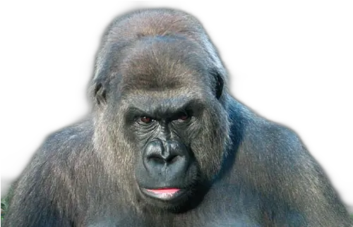 Gorilla Sticker By Betelgeuse Winters Monkey Png Gorilla Transparent Background
