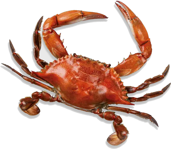 Seafood The Blind Pelican Dungeness Crab Png Crab Legs Png