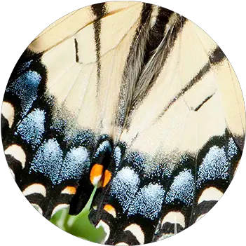 Download Butterfly Wing Blue U0026 White Butterfly Full Size Papilio Machaon Png Butterfly Wing Png png