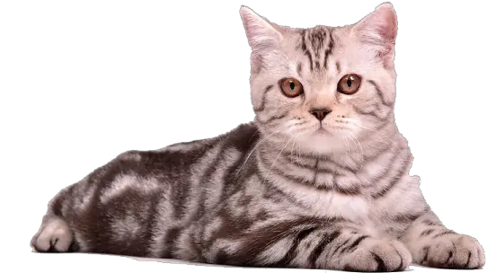 Cute Cat Transparent Png Cat Image Free Download Cute Cat Transparent