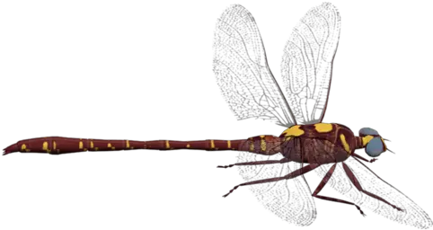 Dragonfly Png Transparent Background