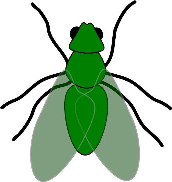 Fly Insect Clipart Hd Png Download Fly Clip Art Fly Clipart Png